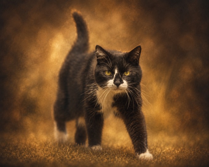 Happy pet cared for with PURUS.PET products — WV