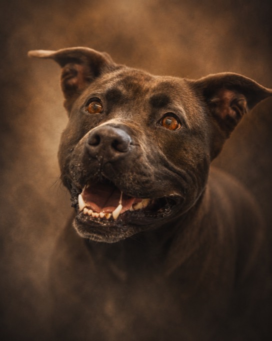 Happy pet cared for with PURUS.PET products — Lelde Plavina