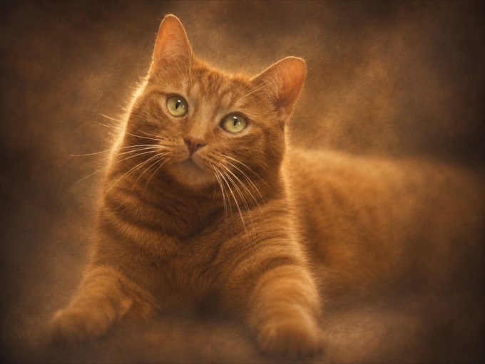 Happy pet cared for with PURUS.PET products — Estefania Rodriguez